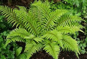 kompressid veenilaiendite raviks